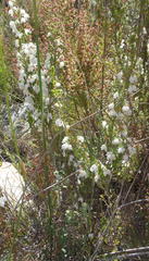 Erica tragulifera