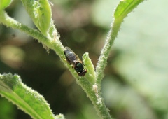 Physiphora clausa