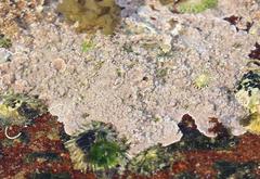 Leptophytum ferox