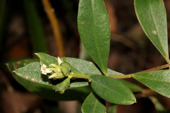Pimelea altior