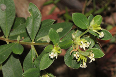 Pimelea altior
