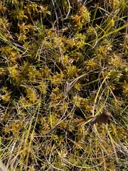 Sphagnum contortum