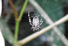 Alpaida alticeps