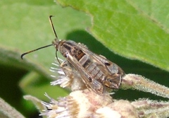 Sesiidae