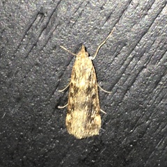 Achyra affinitalis