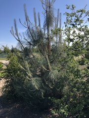 Pinus