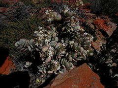 Crassula arborescens arborescens