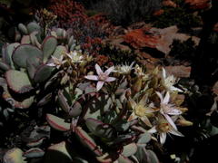 Crassula arborescens arborescens