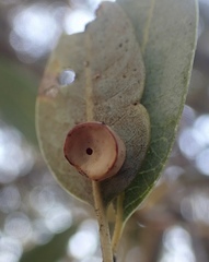 Paracraspis patelloides