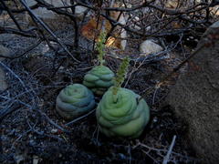 Crassula hemisphaerica