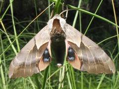 Smerinthus saliceti