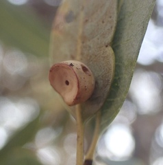 Paracraspis patelloides