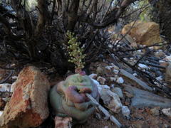 Crassula hemisphaerica