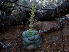 Crassula hemisphaerica