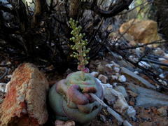Crassula hemisphaerica
