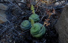 Crassula hemisphaerica