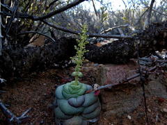 Crassula hemisphaerica