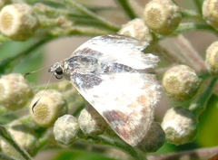 Polyctor cleta