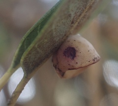 Paracraspis patelloides