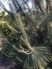 Pinus