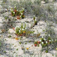 Stackhousia spathulata
