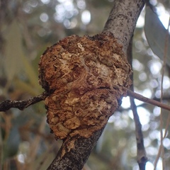 Dryocosmus asymmetricus