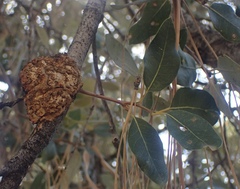 Dryocosmus asymmetricus
