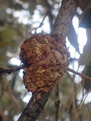Dryocosmus asymmetricus