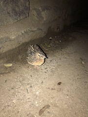 Coturnix