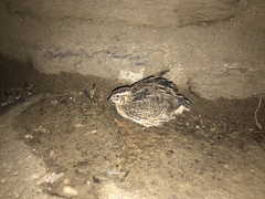 Coturnix