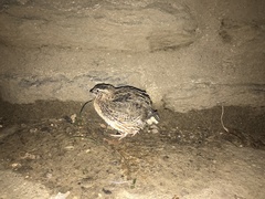 Coturnix