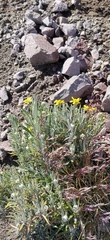 Senecio mairetianus