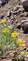 Senecio mairetianus