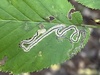 Stigmella Lemniscella Group - Photo (c) David Jeffrey Ringer, some rights reserved (CC BY-NC), uploaded by David Jeffrey Ringer