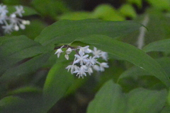 Maianthemum scilloideum