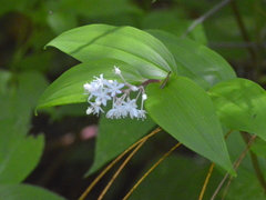 Maianthemum scilloideum