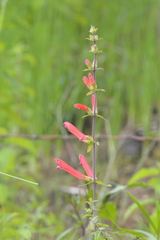 Lamourouxia rhinanthifolia