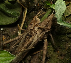 Xyleus discoideus angulatus