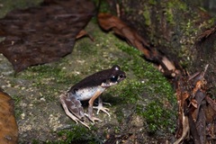 Leptobrachella gracilis