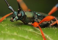 Litopus latipes dispar