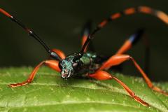 Litopus latipes dispar