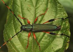 Litopus latipes dispar