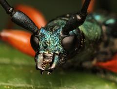 Litopus latipes dispar