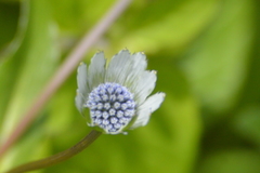 Eryngium carlinae