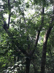 Enterolobium contortisiliquum