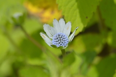 Eryngium carlinae