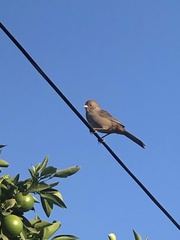 Melozone crissalis