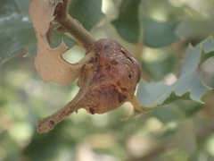 Heteroecus pacificus