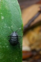 Catara rugosicollis