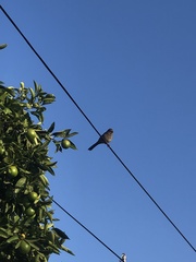 Melozone crissalis